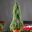 Choinka ośnieżona 70 cm w doniczce 2