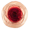 Misa na owoce 30 cm Salaterka szklana AMANDA Red 1