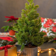 Choinka 50 cm w doniczce 2